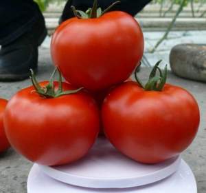 Помидоры Прайд F1 1000 семян. (Lark Seeds)