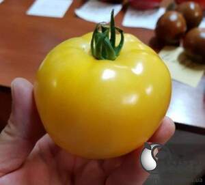 Помидоры Йеллоу Болл F1 250 семян. (Lark Seeds)