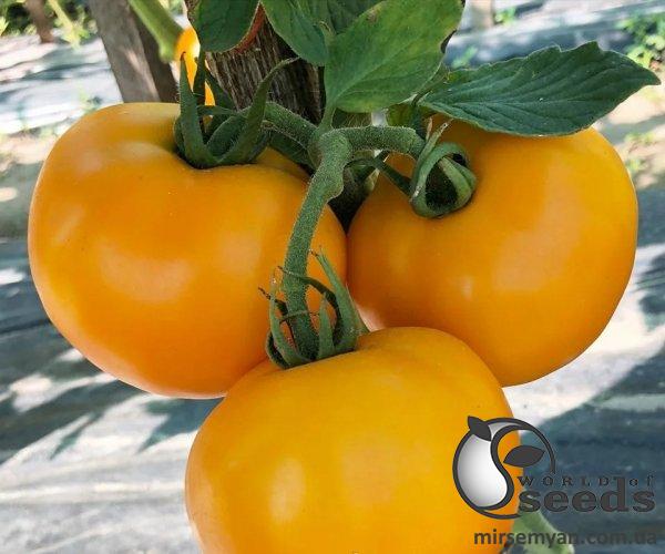 Помидоры Йеллоу Болл F1 250 семян. (Lark Seeds) Помидоры Йеллоу Болл F1 250 семян. (Lark Seeds)