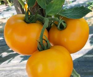 Помидоры Йеллоу Болл F1 250 семян. (Lark Seeds)
