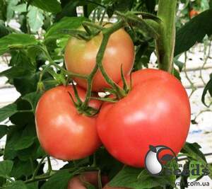 Семена томата 1625 F1 250 семян. (Lark Seesd)