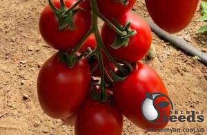 Помидоры Эльза F1 250 семян. (Lark Seeds)