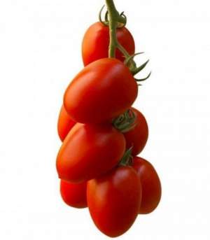 Помидоры Эльза F1 250 семян. (Lark Seeds)