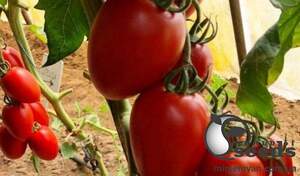 Помидоры Эльза F1 1000 семян. (Lark Seeds)
