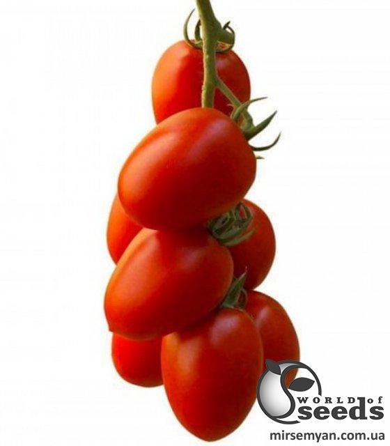 Помидоры Эльза F1 1000 семян. (Lark Seeds) Помидоры Эльза F1 1000 семян. (Lark Seeds)