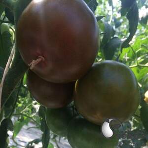 Помидоры Мавр F1 1000 семян. (Lark Seeds)