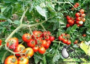 Помидоры Шаста F1 1000 семян. (Lark Seeds)