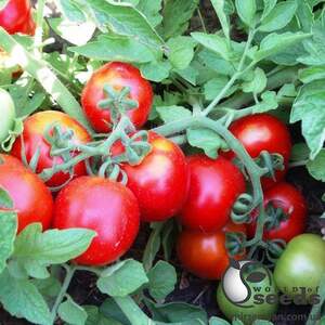 Помидоры Шаста F1 10 000 семян. (Lark Seeds)