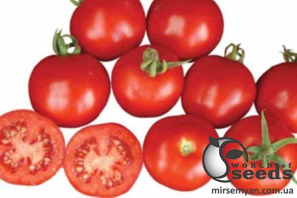 Помидоры Шаста F1 10 000 семян. (Lark Seeds) Помидоры Шаста F1 10 000 семян. (Lark Seeds)