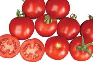 Помидоры Шаста F1 10 000 семян. (Lark Seeds)