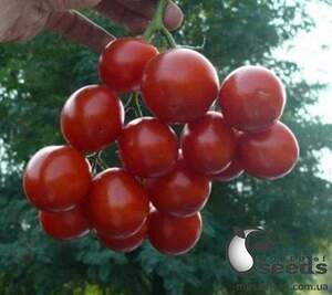 Помидоры Шкипер F1 1000 семян. (Lark Seeds)