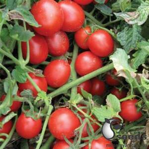 Помидоры Шкипер F1 1000 семян. (Lark Seeds)