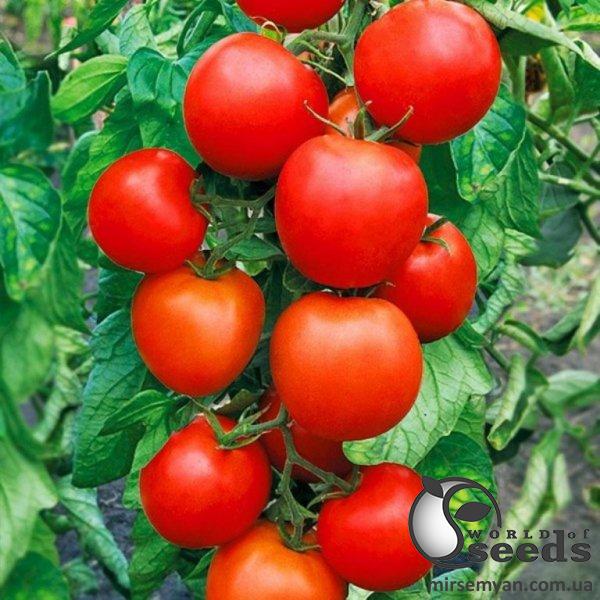 Помидоры 1855 F1 500 семян. (Lark Seeds) Помидоры 1855 F1 500 семян. (Lark Seeds)