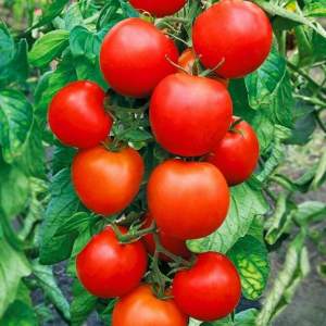 Помидоры 1855 F1 500 семян. (Lark Seeds)
