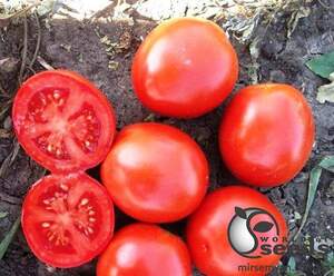 Помидоры 1855 F1 5000 семян. (Lark Seeds)