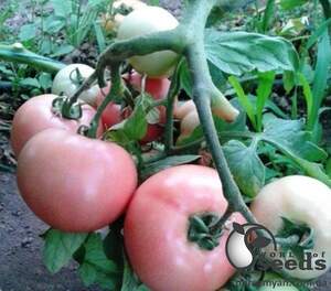Помидоры Пинк Свитнес F1 500 семян. (Lark Seeds) Помидоры Пинк Свитнес F1 500 семян. (Lark Seeds)