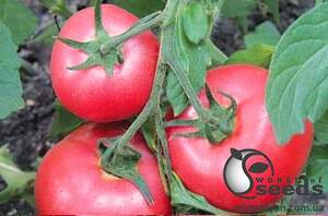 Помидоры Пинк Свитнес F1 500 семян. (Lark Seeds) Помидоры Пинк Свитнес F1 500 семян. (Lark Seeds)