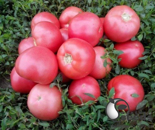 Помидоры Пинк Свитнес F1 500 семян. (Lark Seeds) Помидоры Пинк Свитнес F1 500 семян. (Lark Seeds)