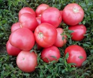 Помидоры Пинк Свитнес F1 500 семян. (Lark Seeds)