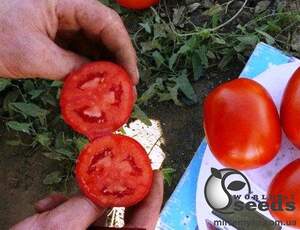 Помидоры 1510 F1 500 семян. (Lark Seeds)