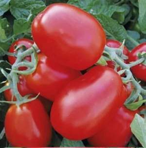 Помидоры 1510 F1 500 семян. (Lark Seeds)
