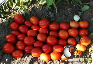 Семена томата 1509 F1 5 000 семян. (Lark Seesd) Семена томата 1509 F1 5 000 семян. (Lark Seesd)