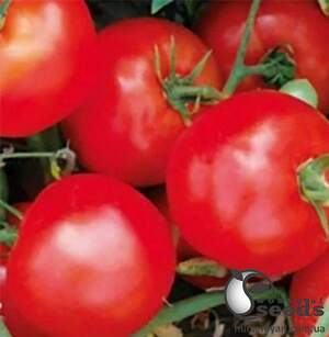 Помидоры 1502 F1 5000 семян. (Lark Seeds)