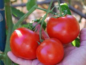 Помидоры 1502 F1 5000 семян. (Lark Seeds)