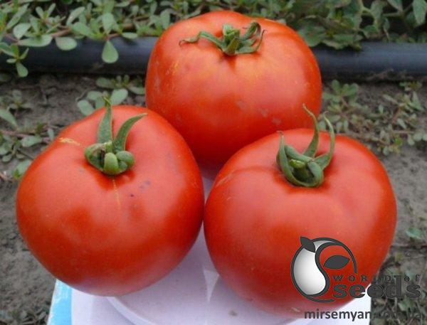 Помидоры 1504 F1 5000 семян. (Lark Seeds) Помидоры 1504 F1 5000 семян. (Lark Seeds)