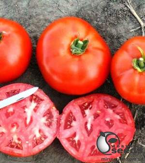 Помидоры 1504 F1 500 семян. (Lark Seeds)