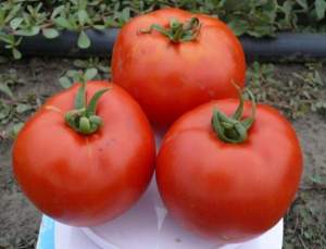 Помидоры 1504 F1 500 семян. (Lark Seeds)