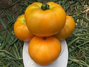 Помидоры Мир Сан F1 500 семян. (Lark Seeds)