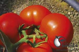 Семена томата Коралл 0,25 кг. (Lark Seesd) Семена томата Коралл 0,25 кг. (Lark Seesd)