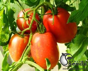 Помидоры Рио Гранде 500 г. (Lark Seeds) Помидоры Рио Гранде 500 г. (Lark Seeds)