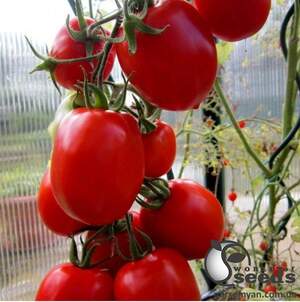 Семена томата Рио Фуэго 0,5 кг. (Lark Seesd)