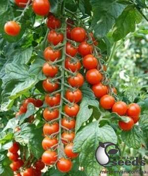 Помидоры Старскрим F1 1000 семян. (Lark Seeds)