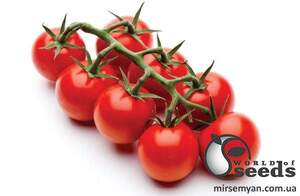 Помидоры Старскрим F1 1000 семян. (Lark Seeds)