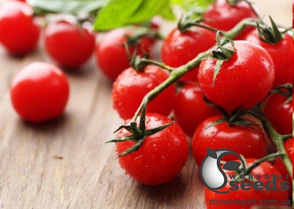 Помидоры Старскрим F1 1000 семян. (Lark Seeds) Помидоры Старскрим F1 1000 семян. (Lark Seeds)