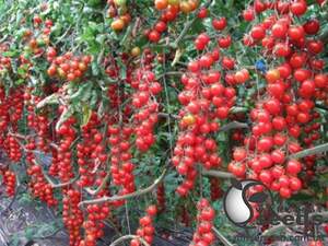 Помидоры Френзи F1  1000 семян. (Lark Seeds)