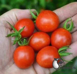 Помидоры Френзи F1  1000 семян. (Lark Seeds)