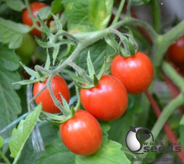 Помидоры Френзи F1 1000 семян. (Lark Seeds) Помидоры Френзи F1 1000 семян. (Lark Seeds)