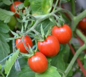 Помидоры Френзи F1  1000 семян. (Lark Seeds)