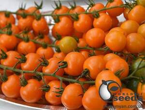 Семена томата Оранж Олив F1 1 000 семян. (Lark Seesd)