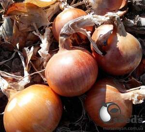 Лук Империос F1 100 000 семян. (Lark Seeds)