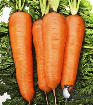 Морковь Курода 0,5кг Ларк Сидз
