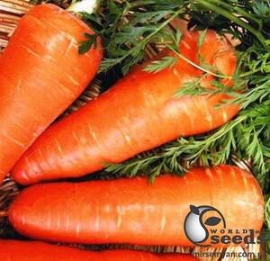 Морковь Ред Коред 0,5 кг. (Lark Seeds) Морковь Ред Коред 0,5 кг. (Lark Seeds)