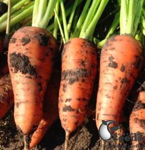 Морковь Йорк F1 (2-2,4мм) 250 000 семян. (Lark Seeds)