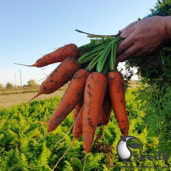 Морковь Йорк F1 (2-2,4мм) 250 000 семян. (Lark Seeds) Морковь Йорк F1 (2-2,4мм) 250 000 семян. (Lark Seeds)