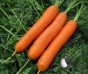 Морковь Титан F1 (2-2,4мм) 25 000 семян. (Lark Seeds)з