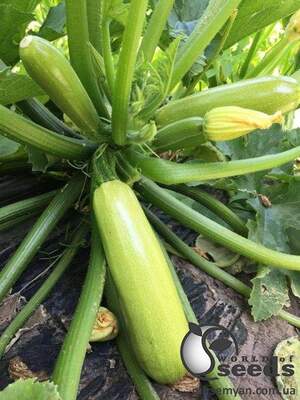 Кабачок Немо F1 2500 семян. (Lark Seeds) Кабачок Немо F1 2500 семян. (Lark Seeds)